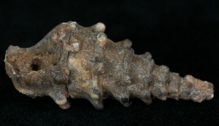 Agatized Gastropod From Morocco - #22407